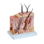 50 Times Enlarged Human Skin Anatomy Model For Medical Science Display Teaching
