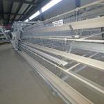 Full Automatic Hot Galvanized Layer Chicken Cage