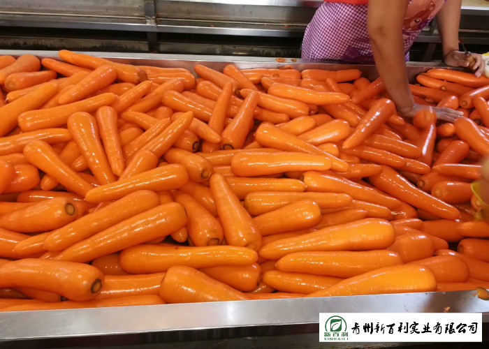 All Natural Fresh Organic Carrots , Fast Growing Carrots No Ripener