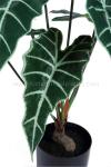Faux Italian Arum Artificial House Plants Vibrant Green Leaves Eco - Friendly