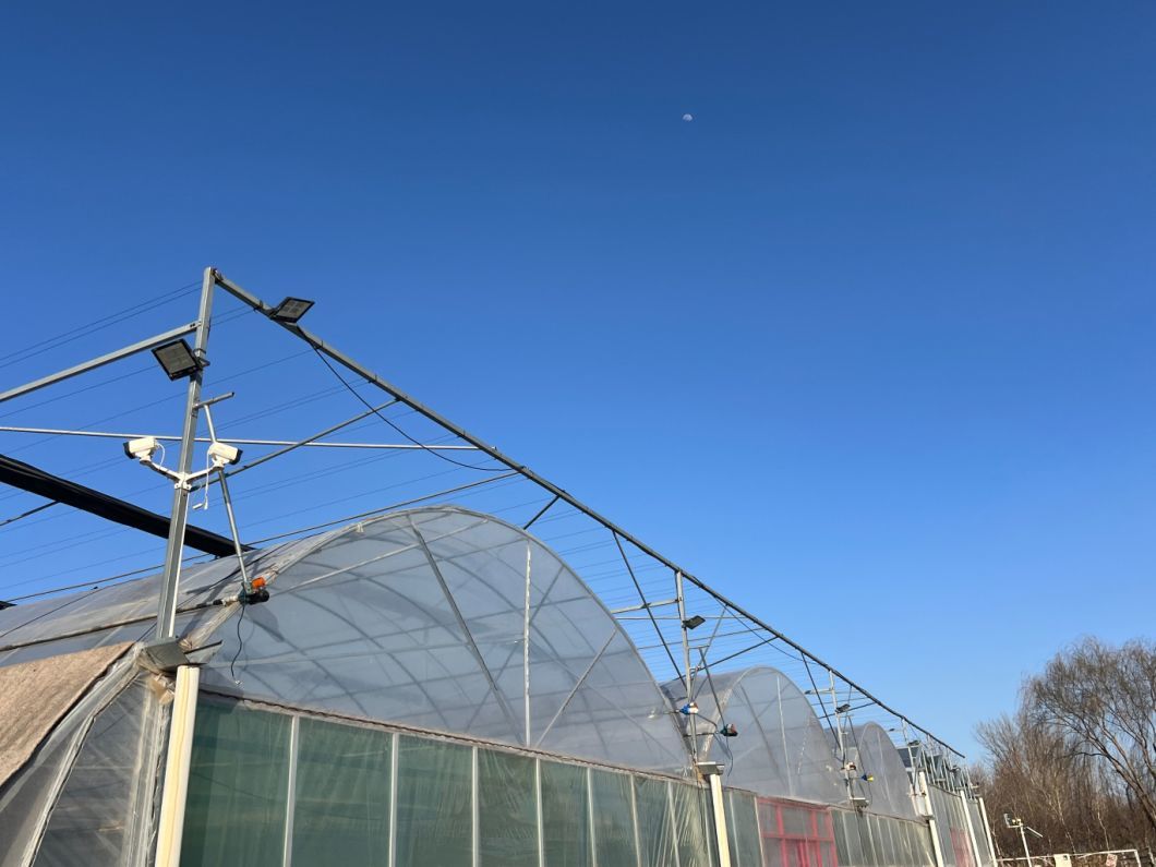 Commercial Greenhouse Poly Film Multi-Span Film Greenhouse for Planting Tomota, Cucumber, Lettuce