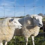 5FT High Tensile Steel Wire Cattle Sheep Fence Galvanized Livestock Woven Fence