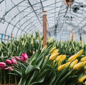 Quality Multi-Span Juxiang Hydroponic System Humidity Greenhouse for Flowers Return refunds wholesale