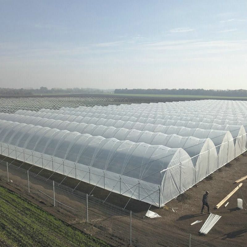 Diffused Plastic Tunnel Greenhouse 150 200 micron Berry Farm Planting Rain Shelter Green House strawberry