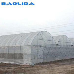 Quality Hot Dip Galvanized Steel Wind Resistance Sides Ventilation Multi Span Greenhouse wholesale