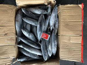 Quality Sale New Landing 100-300g Frozen Bonito Fish wholesale
