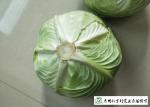 Own Plantation Sweet Fresh Green Cabbage , Delicious Small Head Cabbage