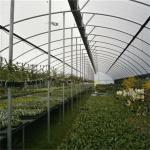 Polyethylene Tunnel 6 Mil Plastic Covering Sawtooth Top Vent Greenhouse