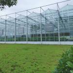 Agriculture Flower Greenhouse Glass Industrial Outdoor Multispan Glass