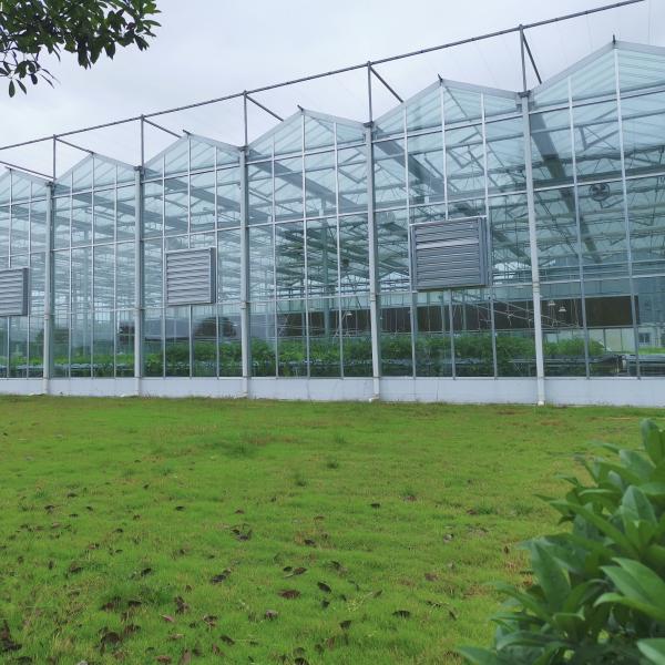 Agriculture Flower Greenhouse Glass Industrial Outdoor Multispan Glass