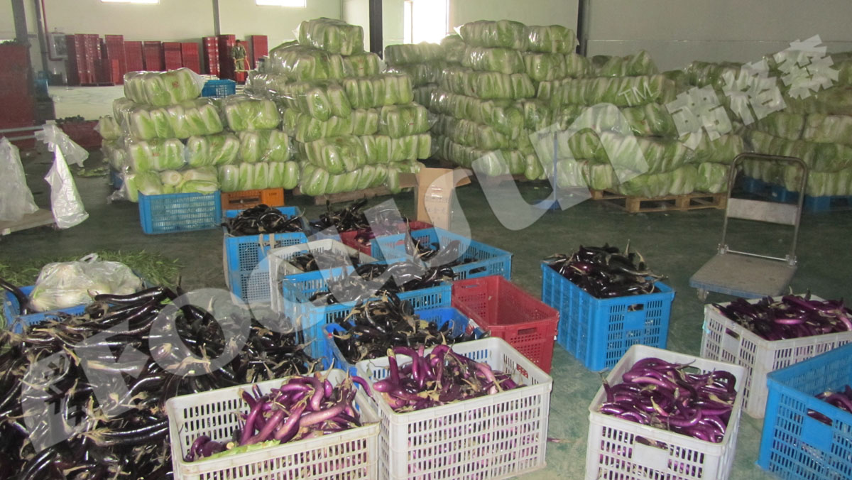 Leafy Vegetables Vacuum Cooler Bock Compressor -5C 5C Temperature Fast Cooling Machine