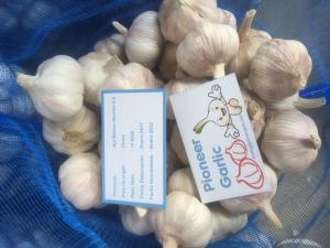 Quality HIGH QUALITY CHINA FRESH GARLIC wholesale