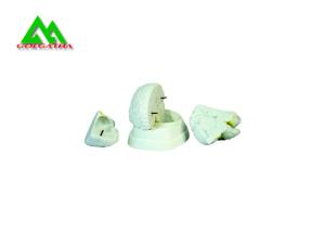 Quality Natural Looking Human Anatomical Brain Model For Medical Students wholesale