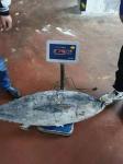 Whole Round 100% naturel BQF 20kg up Seafrozen Yellowfin Tuna