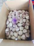 5.5cm Normal White Natural Fresh Garlic Reducing Bacteria