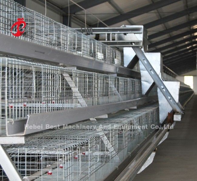 Stable A Or H Type Meat Broiler Cage System Fully Automatic Chicken Cage Doris Shi