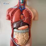 Bilological Human Torso Anatomy Model 42cm Sexless Torso 18 Parts