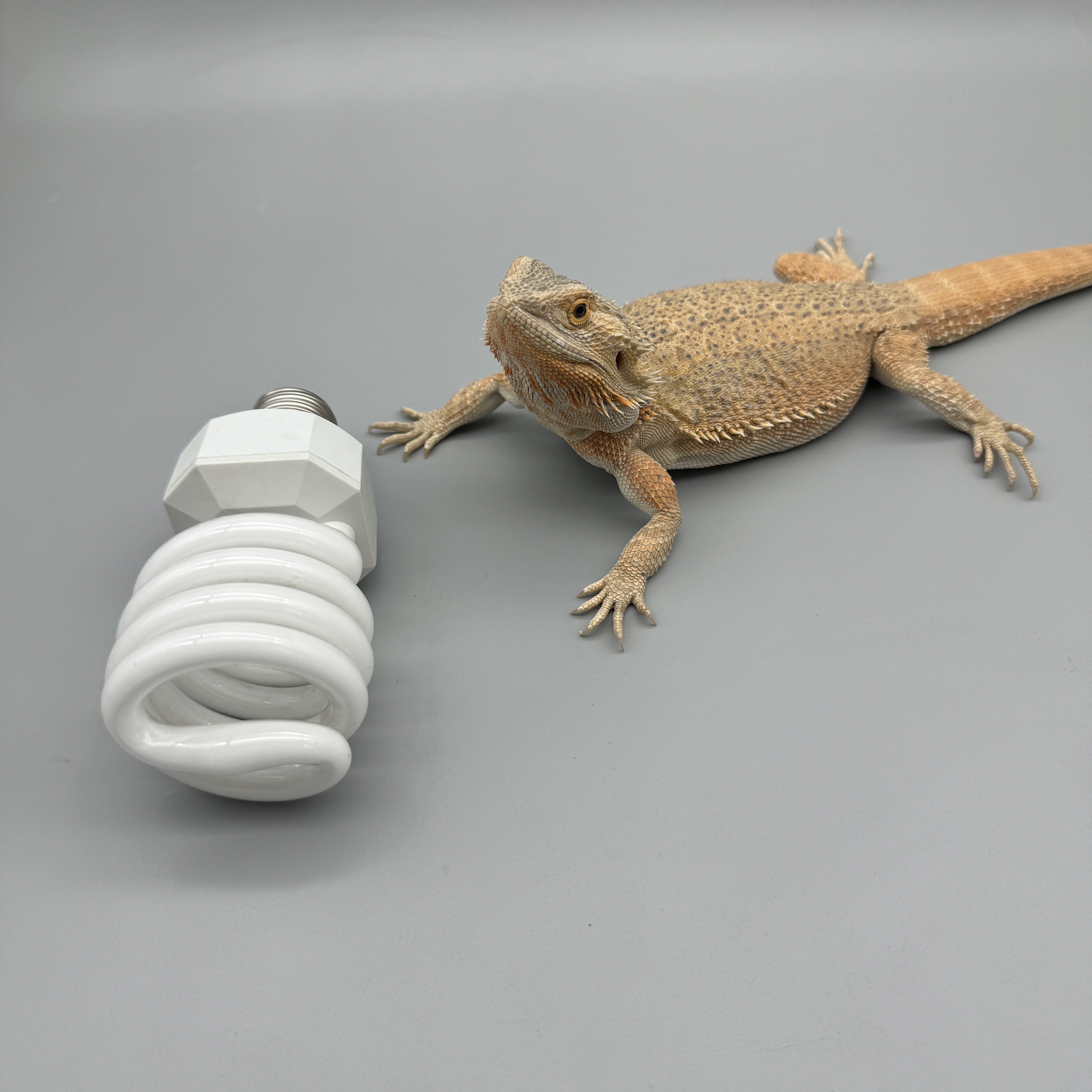 10.0 UVB CFL UVB Bulbs For Reptiles 26W UVA UVB Reptile Light Bulb