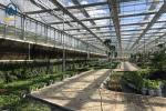 Multi Span Agricultural Large Glass Greenhouse Production Equipment For Tomato