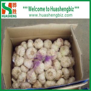 Quality Fresh garlic wholesale