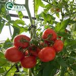 Ventilation-Friendly Tomato Greenhouse with Dutch Bucket and Plastic Film