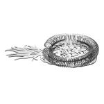 Brushed Stainless Steel Barware Hawthorne Cocktail Strainer with Pineapple