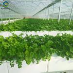 Customizable Agricultural Greenhouses Aeroponics Lettuce Hydroponics System
