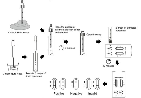Vibrio cholerae O1/O139 Rapid Test (Feces) With CE