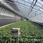 Arched Roof Hydroponics Growing System in Sunlight Greenhouse with Steel