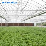 Industrial Multi Span Greenhouse / Pe Film Greenhouse Sheet Covering