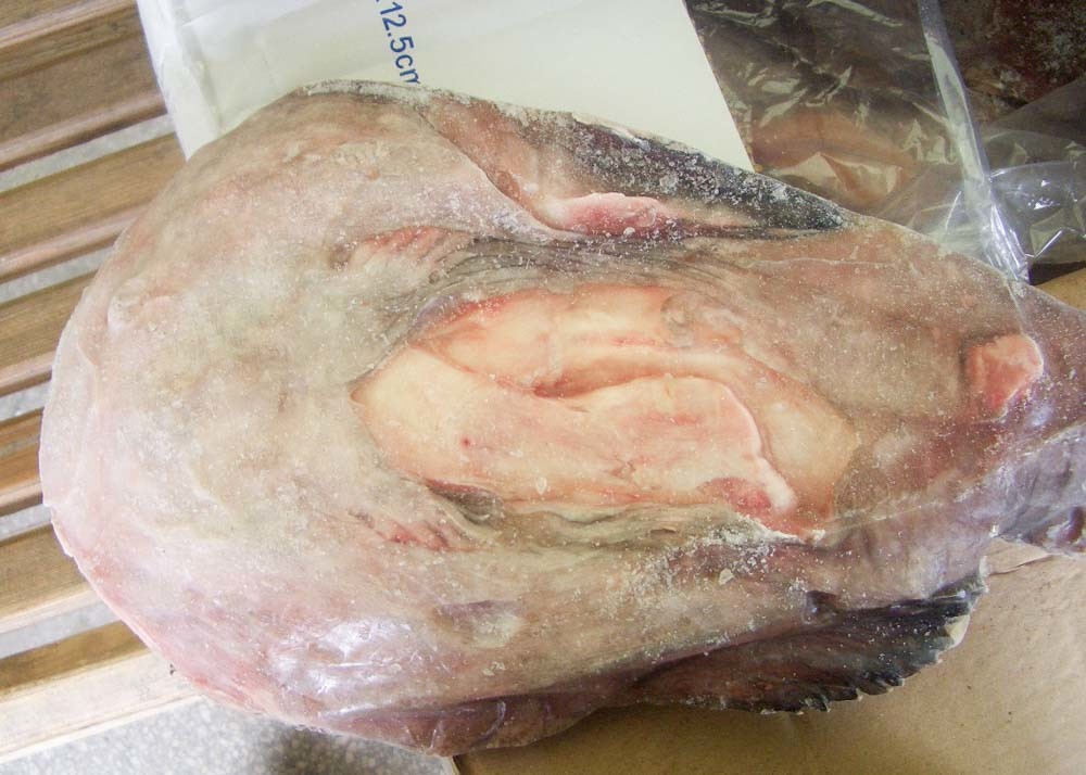 Whole Monkfish Gutted Iqf