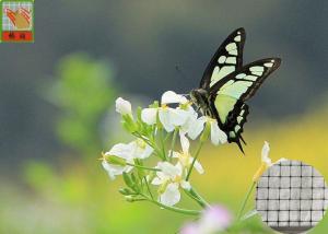 Quality Anti - Butterfly Garden Mesh Netting For Protect Crops And Vegetables 40g/Sqm wholesale