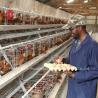 Buy cheap Best A Type Chicken Cage 500 Birds For Layers Poultry Farming Chicken Cage Sandy from wholesalers