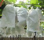 Agriculture Plant Protection Bag PP Nonwoven Spunbond Fabric Degradable