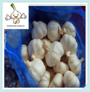 Quality Great Quality garlic and ginger nice garlic Fresh New Garlic/Fresh Red Garlic in China wholesale