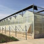 Multi-Span Agricultural Greenhouses for Sustainable Fruits and Vegetables