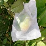 Pest Control Nonwoven Disposable 18gsm Fruit Protection Bag