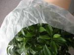 Packaging Fabric Nonwoven Mat Agricultural Non-woven Fabric Polyester Nonwoven