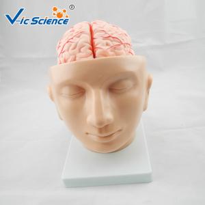Quality Commercial Teaching Head Brain Anatomy With Arteries VIC-318 wholesale