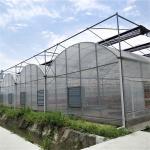 Tomato Poly Natural Plastic Film Greenhouse / Polyethylene Foil Greenhouse