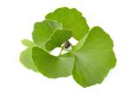 Owering Blood Pressure Ginkgo Biloba Bulk Powder