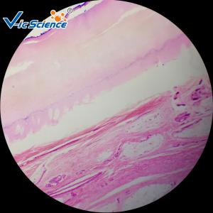 Quality Microscope Teaching Glass Appendix Histology Slide 100pcs For College wholesale