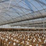 Polyethylene Film Multi Span Greenhouse Agricultural Commercial Industrial