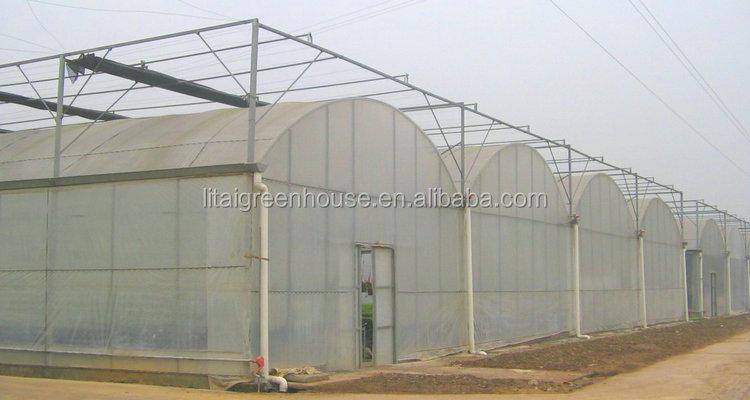 Customized Size Film Covered Poultry Farm Greenhouse Length 30-100m with Film Cover