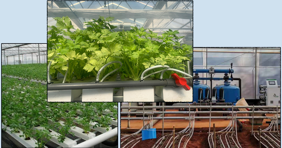 Film Greenhouse Hydroponic Setup for Efficient Farming