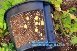 Green Gardening Biodegradable Recycling Bags Seeding Nursery Pots