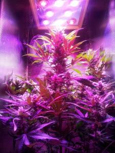 Quality Led Grow Lights wholesale