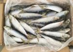 Raw Material Sardinops Under 18 Degree Fresh Frozen Sardines