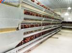 5 Tiers 6 Tiers Poultry Layer Cage H Type Animal Feeding Chicken Metal Cage