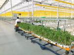 USA/Canada Steel Structure Vegetables Planting Single-Arch Greenhouse for